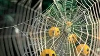 Halloween / Wagram