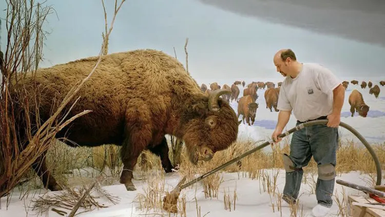 Dioramas