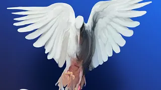 Le Colonel Oiseau