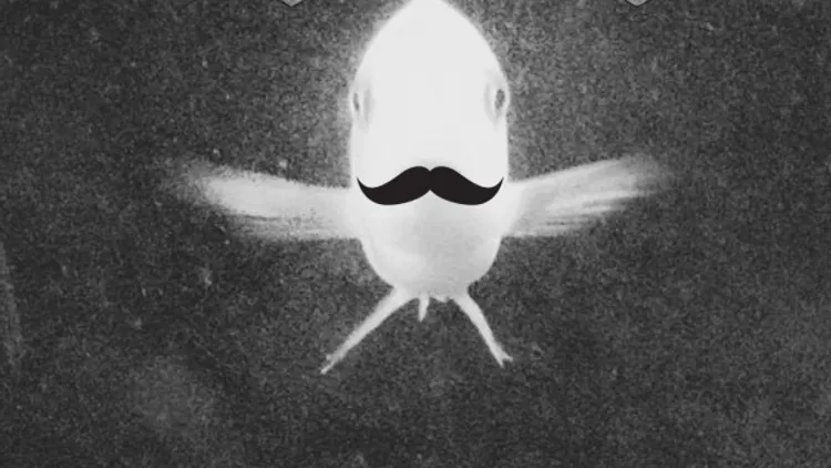 Agorafrog Party#15 avec Thesaintcyr x You Said Strange x Les Taxidermistes dj set