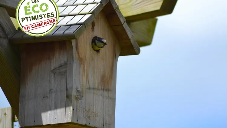 Comment aider les oiseaux au printemps ?