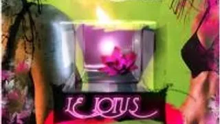 Lotus Opening Party