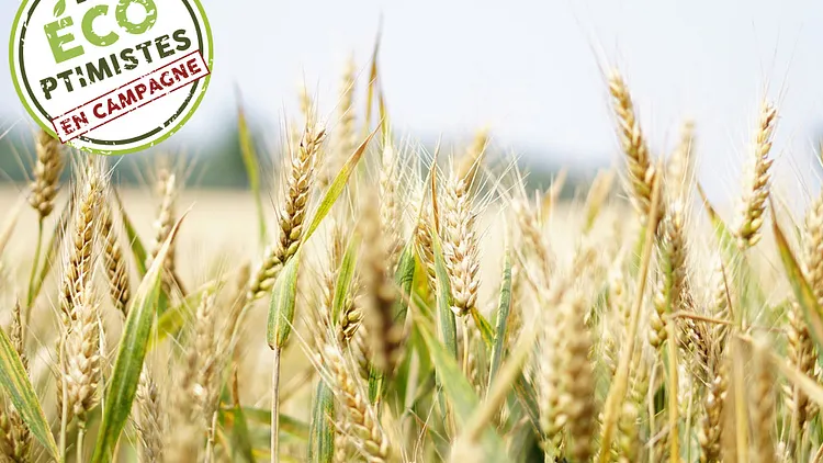 Débat - Le Gluten, info ou intox ?