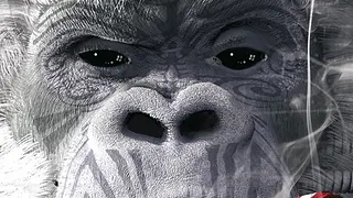Shaka Ponk