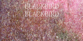 Blackbird Blackbird en concert