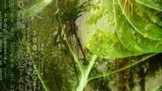 Chlorophylle