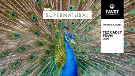 Faust x Supernatural : Tez Cadey, FDVM, Lude