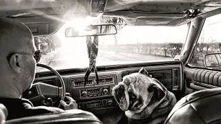 Exposition "Mon anglais est un bulldog - Projet H." de Fico