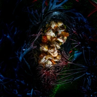 Under the sea
